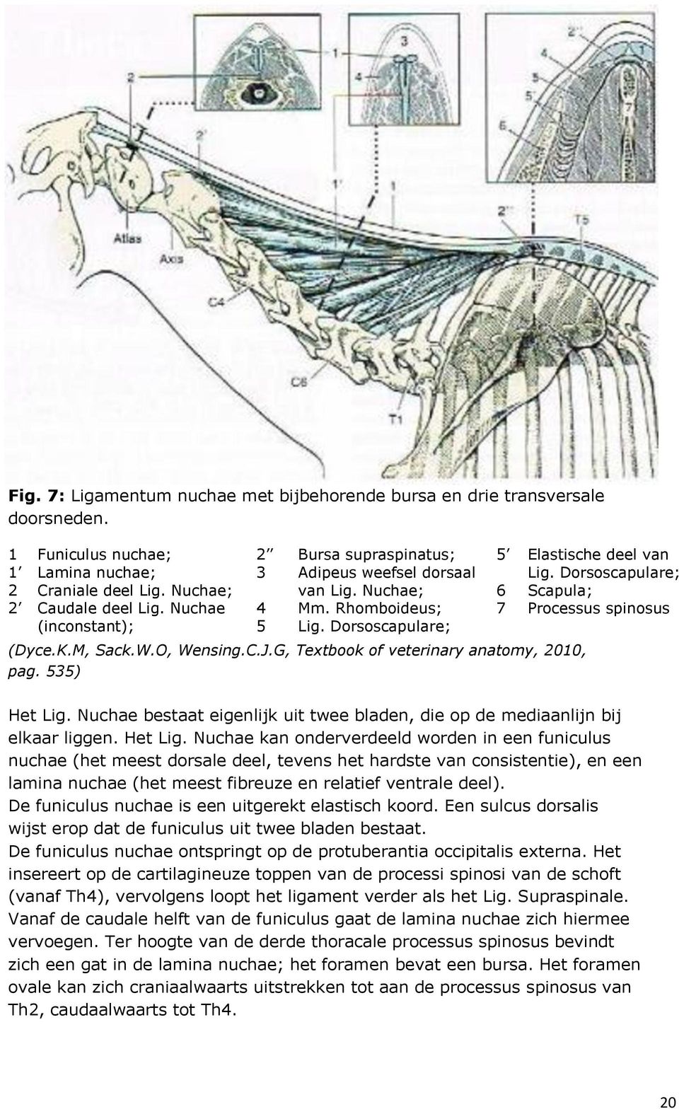 G, Textbook of veterinary anatomy, 2010, pag. 535) 5 6 7 Elastische deel van Lig. Dorsoscapulare; Scapula; Processus spinosus Het Lig.