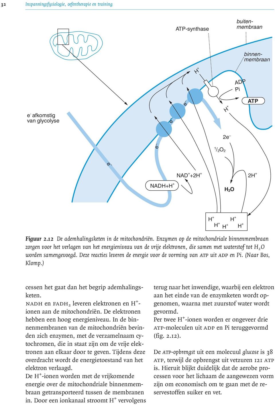 Enzymen op de mitochondriale binnenmembraan zorgen voor het verlagen van het energieniveau van de vrije elektronen, die samen met waterstof tot H 2 worden samengevoegd.