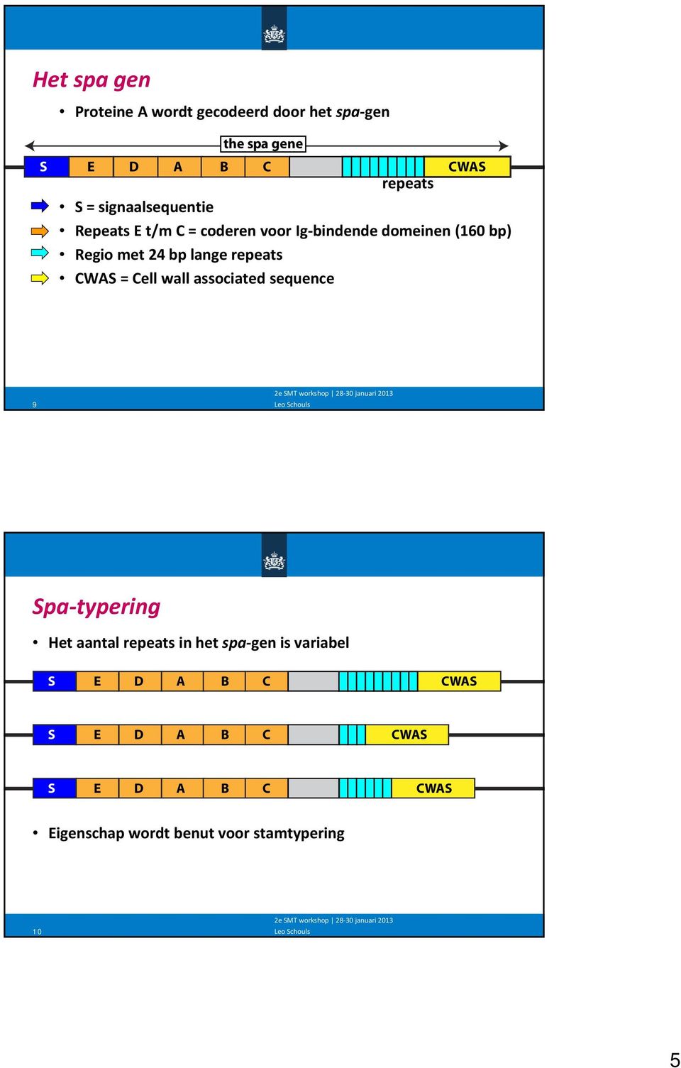 repeats CWAS = Cell wall associated sequence 9 Spa typering Het aantal repeats in het spa gen is