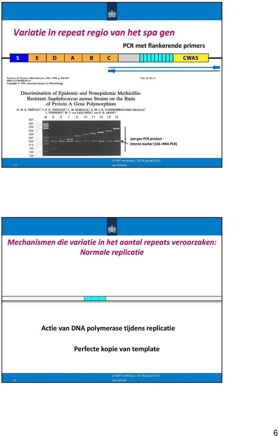 Mechanismen die variatie in het aantal repeats veroorzaken: Normale