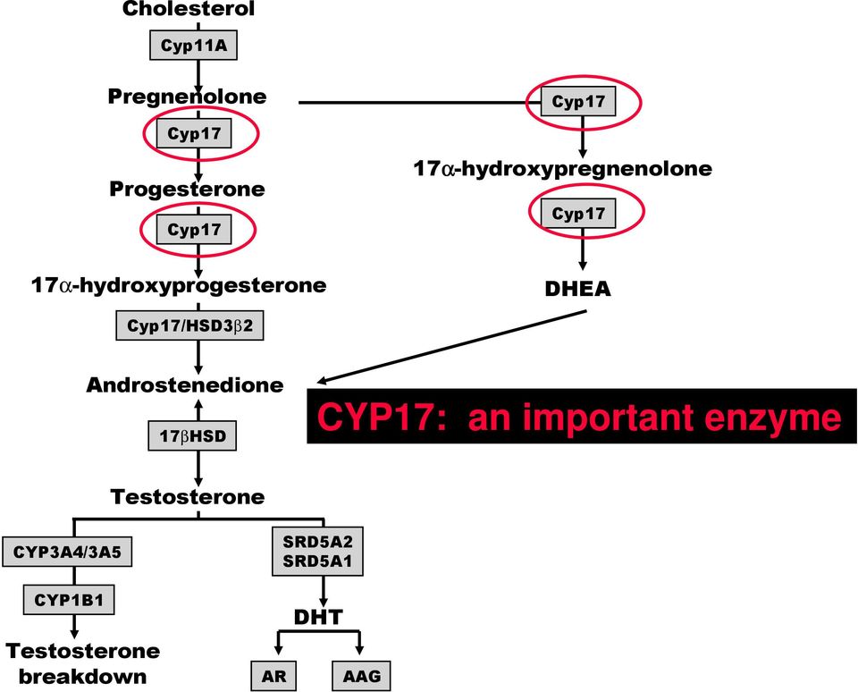 Cyp17/HSD3β2 Androstenedione 17βHSD CYP17: an important enzyme