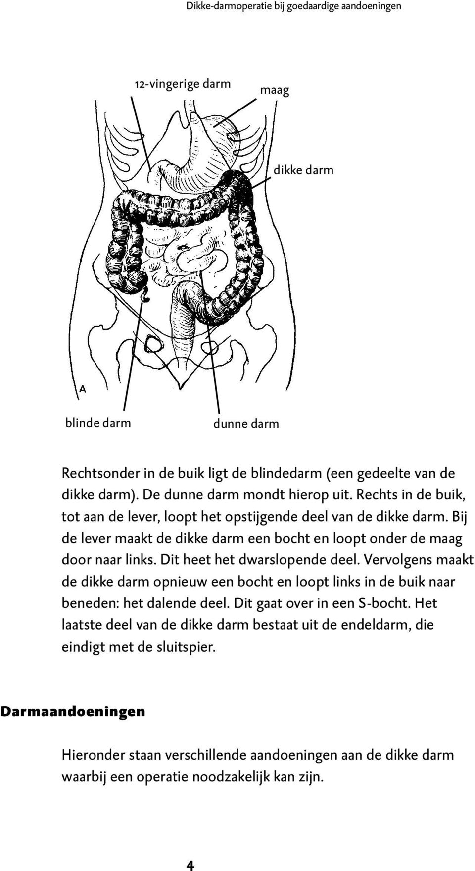 Bij de lever maakt de dikke darm een bocht en loopt onder de maag door naar links. Dit heet het dwarslopende deel.