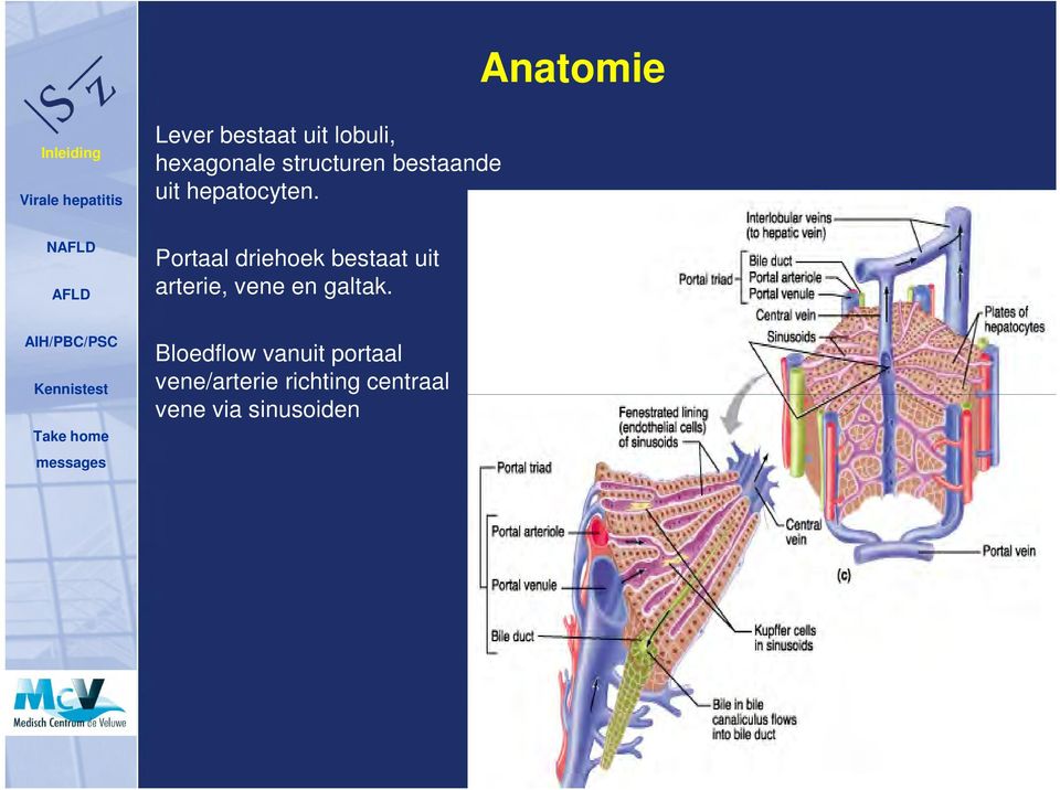 Portaal driehoek bestaat uit arterie, vene en galtak.