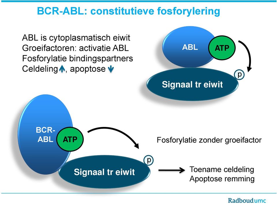 bindingspartners Celdeling, apoptose ABL ATP Signaal tr eiwit p BCR- ABL