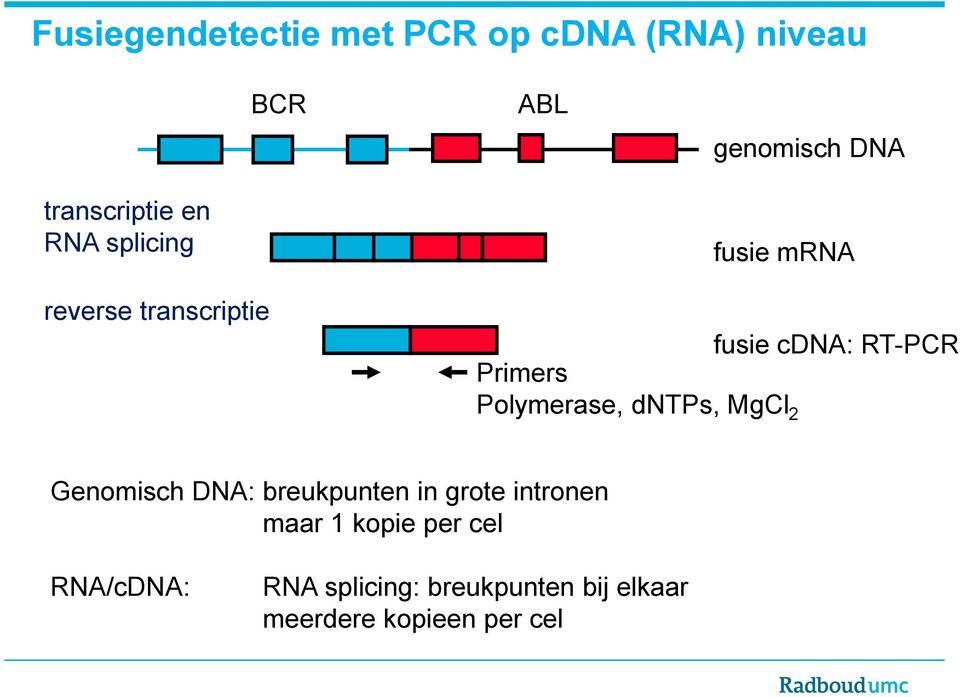 Primers Polymerase, dntps, MgCl 2 Genomisch DNA: breukpunten in grote intronen