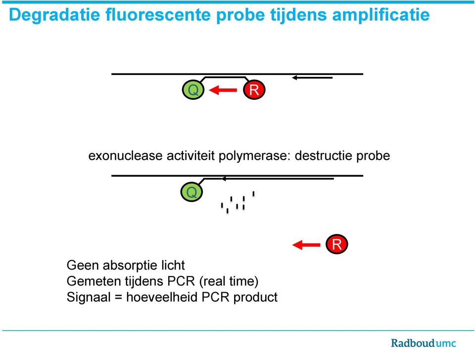 polymerase: destructie probe Q Geen absorptie