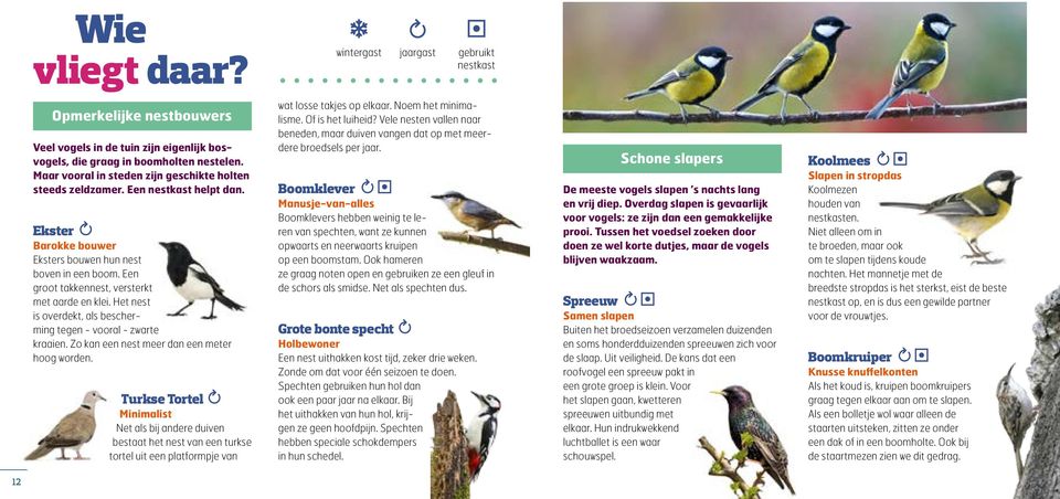 Een groot takkennest, versterkt met aarde en klei. Het nest is overdekt, als bescherming tegen - vooral - zwarte kraaien. Zo kan een nest meer dan een meter hoog worden.