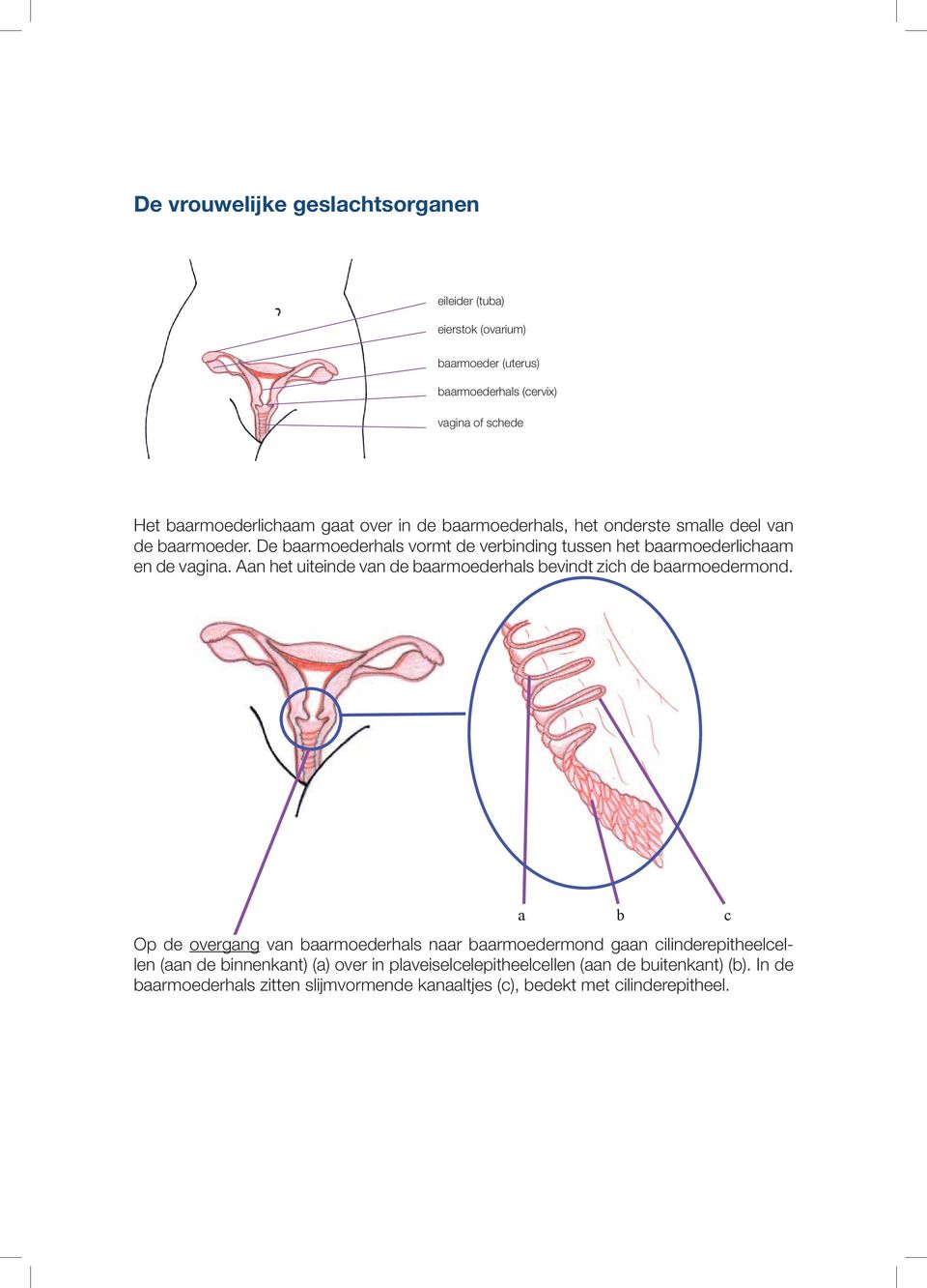 gaat over in de baarmoederhals, het onderste smalle deel van vagina of schede de baarmoeder. De baarmoederhals vormt de verbinding tussen het baarmoederlichaam en de vagina.