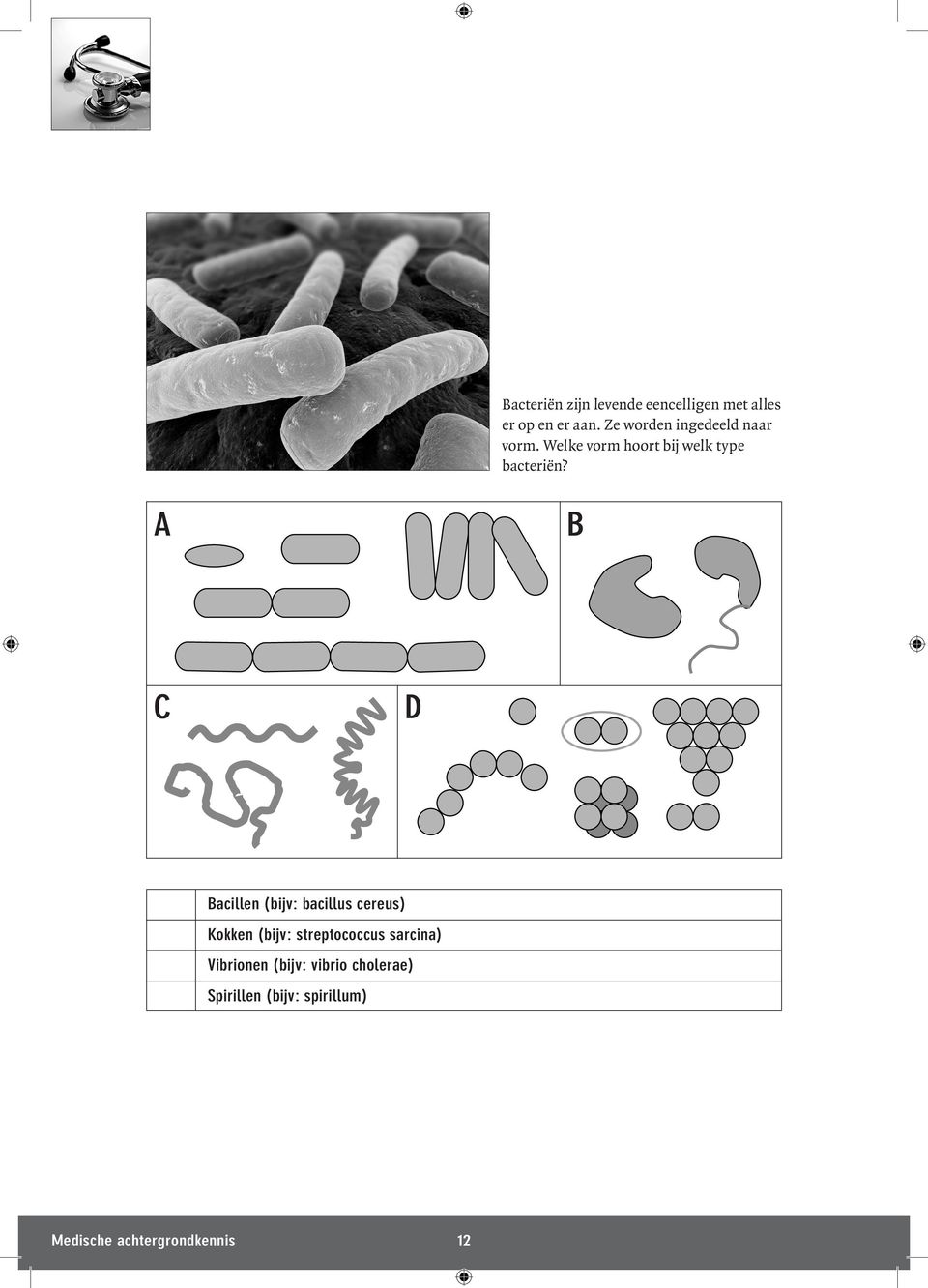 Welke vorm hoort bij welk type bacteriën?