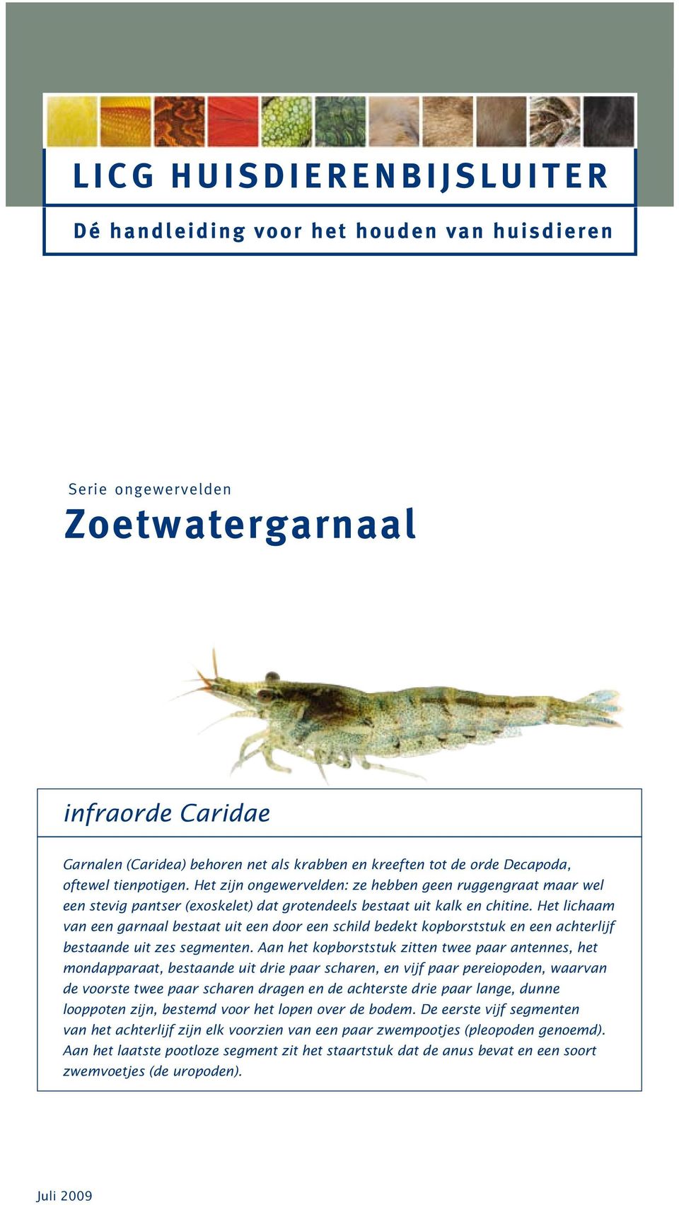 Infraorde Caridae Serie Ongewervelden Zoetwatergarnaal Pdf Gratis Download