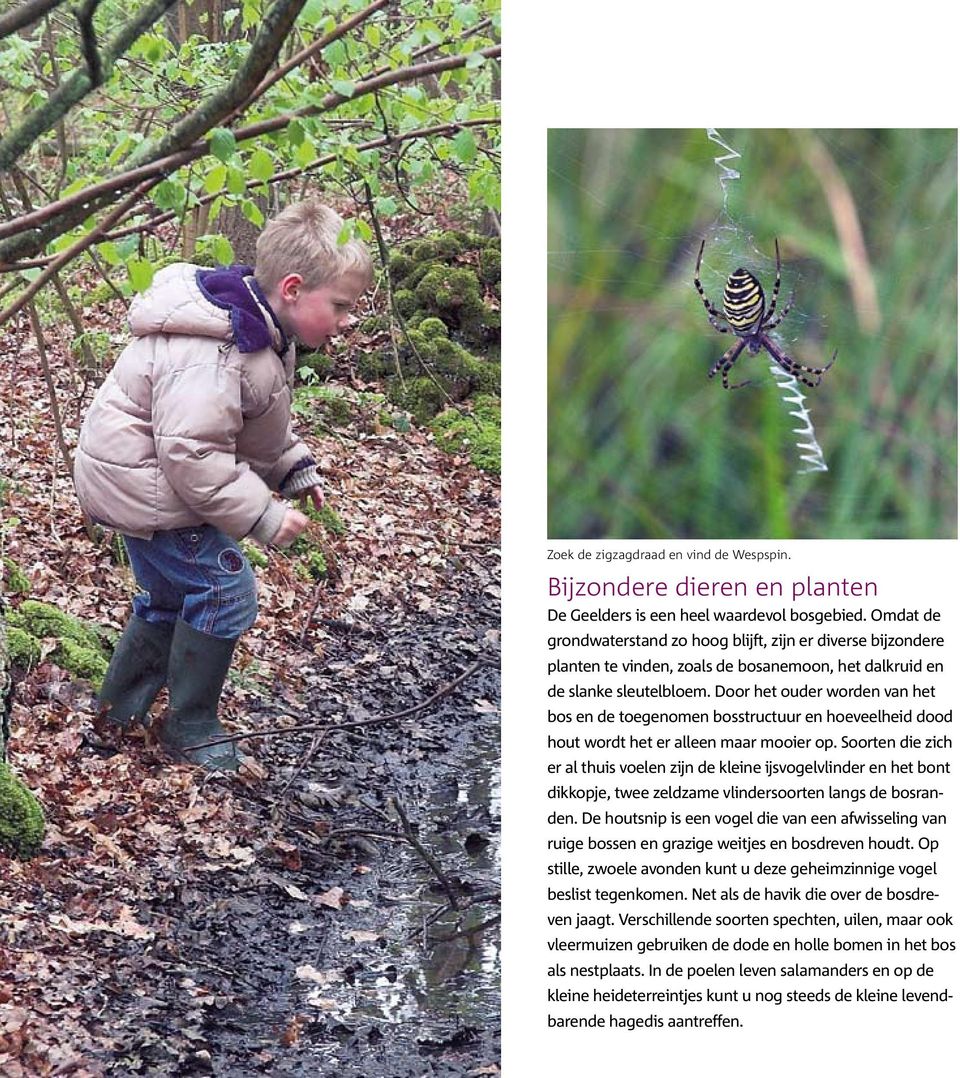 Door het ouder worden van het bos en de toegenomen bosstructuur en hoeveelheid dood hout wordt het er alleen maar mooier op.