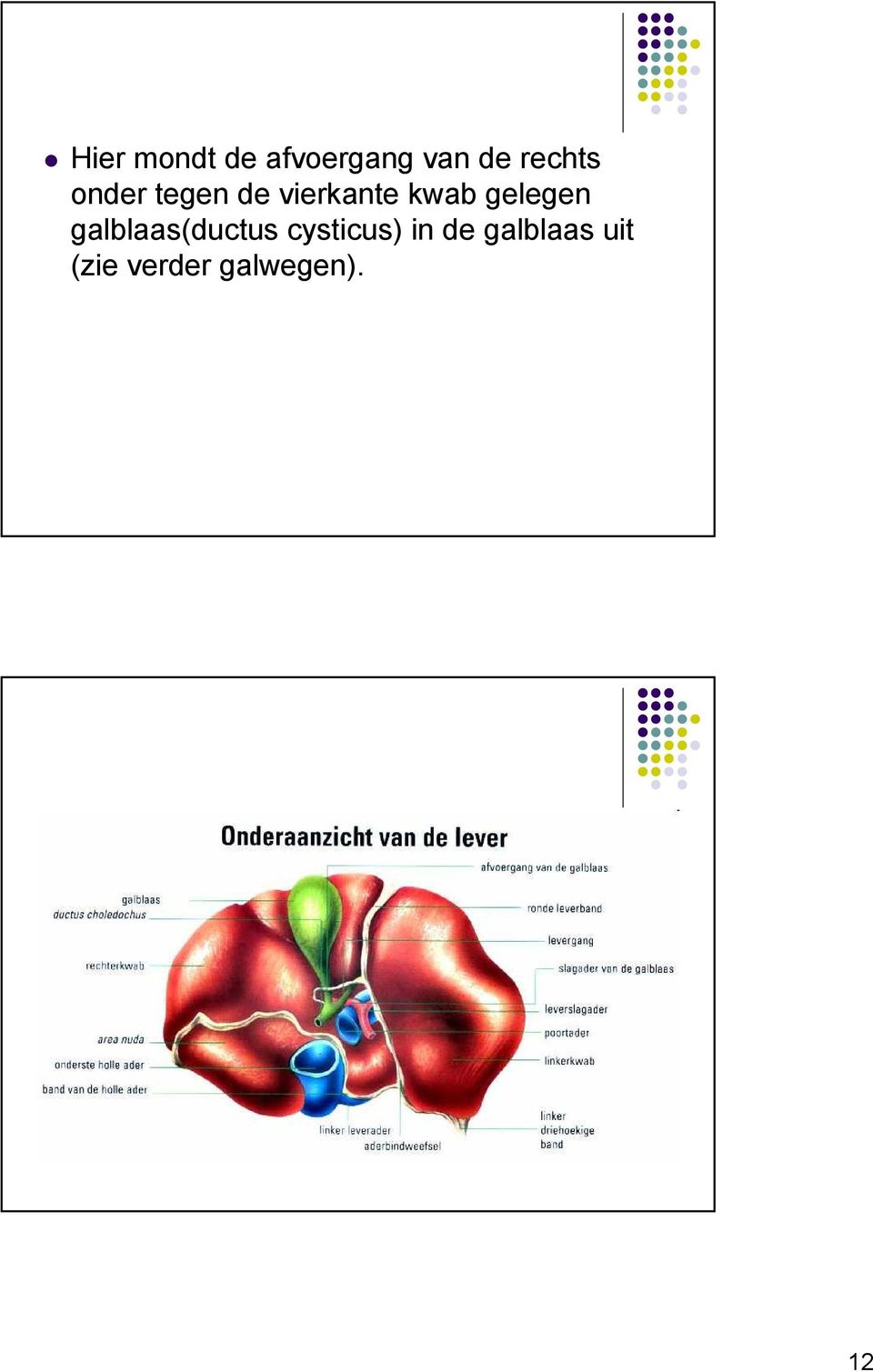 gelegen galblaas(ductus cysticus) in