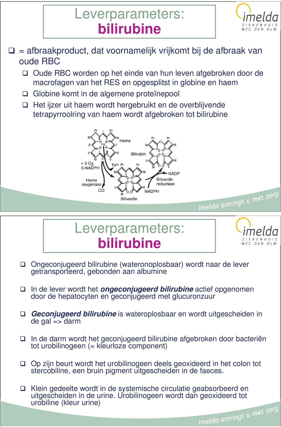 bilirubine Ongeconjugeerd bilirubine (wateronoplosbaar) wordt naar de lever getransporteerd, gebonden aan albumine In de lever wordt het ongeconjugeerd bilirubine actief opgenomen door de hepatocyten