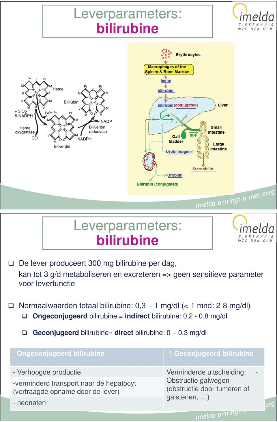 bilirubine: 0,2-0,8 mg/dl Geconjugeerd bilirubine= direct bilirubine: 0 0,3 mg/dl Ongeconjugeerd bilirubine bilirubine - Verhoogde productie Verminderde