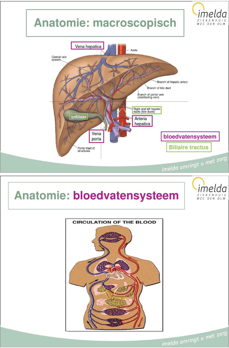 bloedvatensysteem