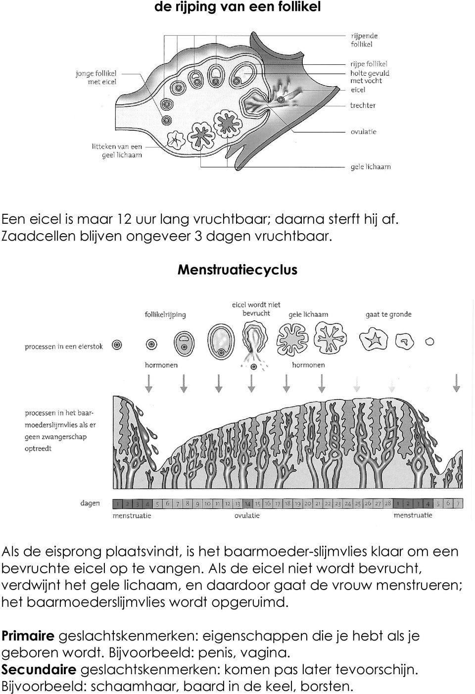 Als de eicel niet wordt bevrucht, verdwijnt het gele lichaam, en daardoor gaat de vrouw menstrueren; het baarmoederslijmvlies wordt opgeruimd.