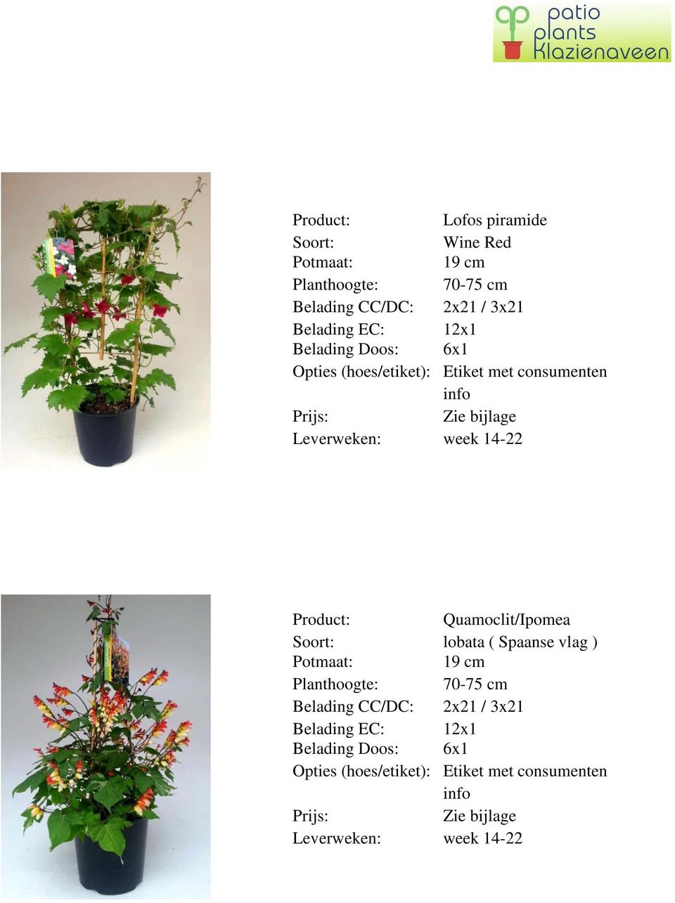 Quamoclit/Ipomea lobata ( Spaanse vlag ) Planthoogte: 70-75 cm