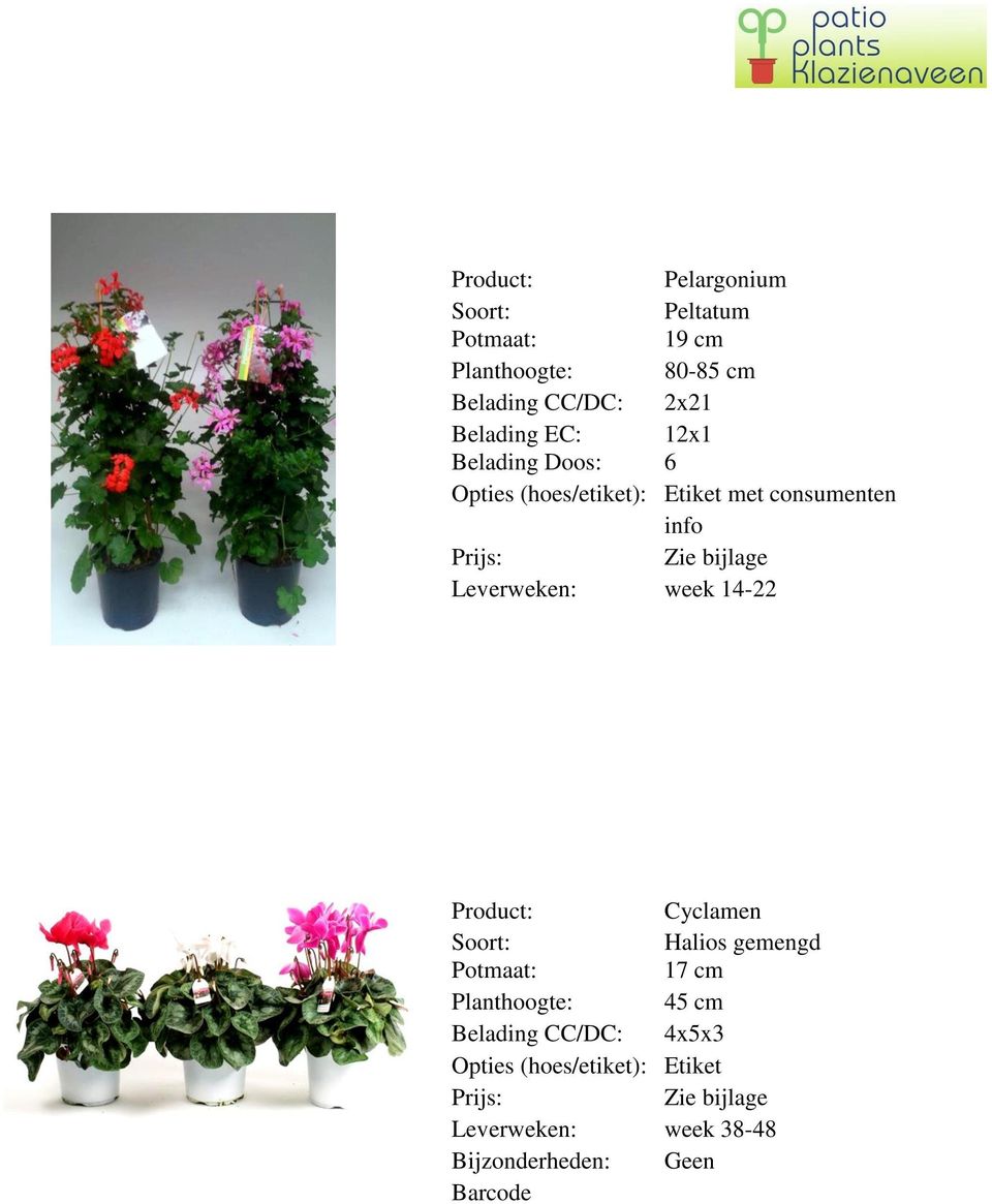 Cyclamen Halios gemengd 17 cm Planthoogte: 45 cm Belading CC/DC: 4x5x3