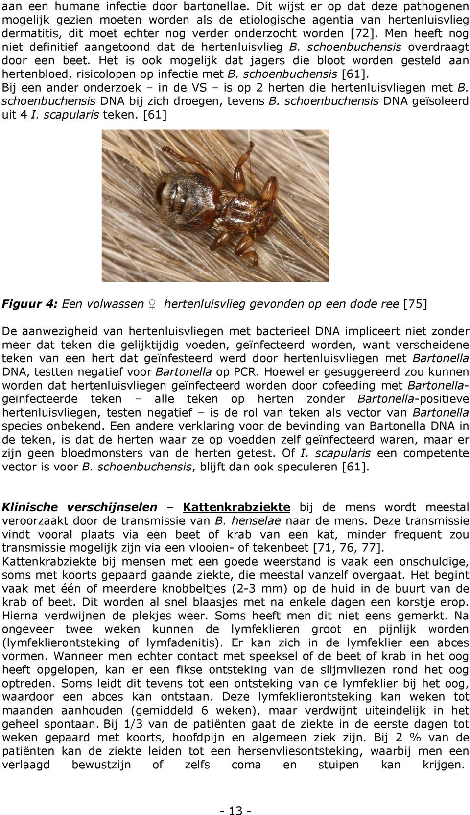 Men heeft nog niet definitief aangetoond dat de hertenluisvlieg B. schoenbuchensis overdraagt door een beet.