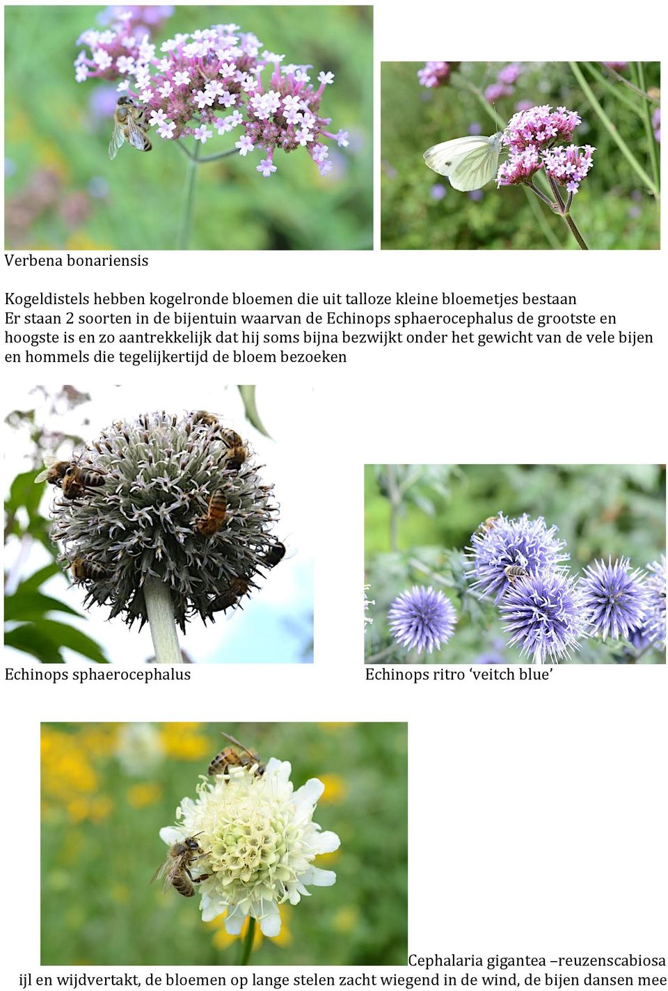 het gewicht van de vele bijen en hommels die tegelijkertijd de bloem bezoeken Echinops sphaerocephalus Echinops ritro veitch