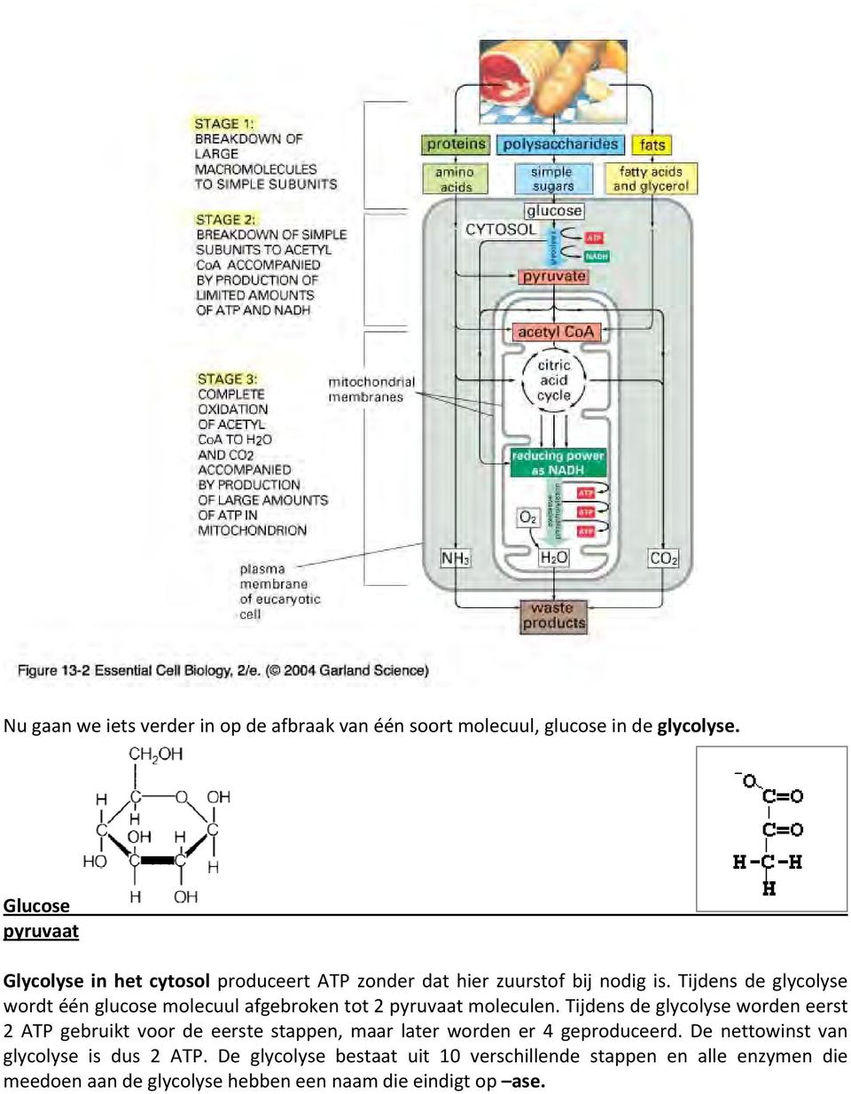 Tijdens de glycolyse wordt één glucose molecuul afgebroken tot 2 pyruvaat moleculen.