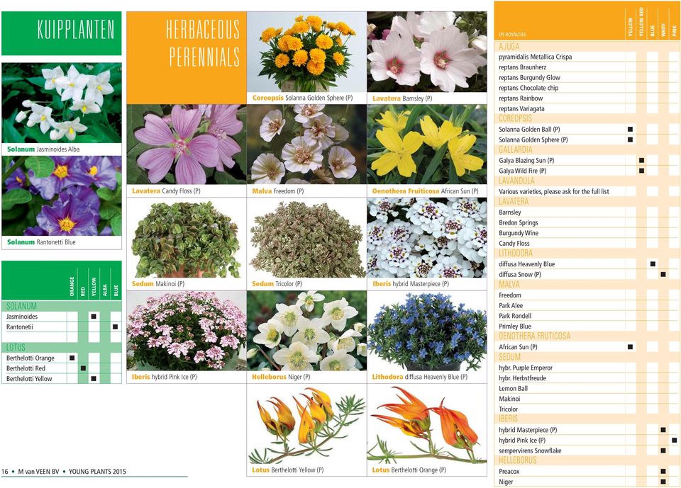 Berthelotti Yellow (P) Lavatera Barnsley (P) Oenothera Fruiticosa African Sun (P) Iberis hybrid Masterpiece (P) Lithodora diffusa Heavenly Blue (P) Lotus Berthelotti Orange (P) AJUGA pyramidalis