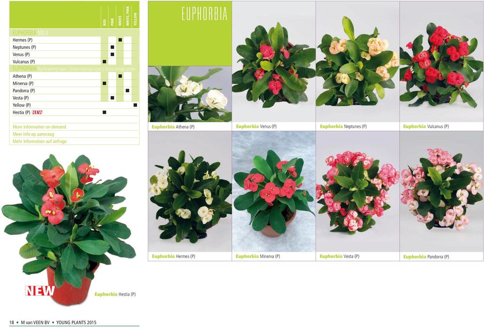 aanvraag Mehr Information auf anfrage Euphorbia Athena (P) Euphorbia Venus (P) Euphorbia Neptunes (P) Euphorbia Vulcanus (P)