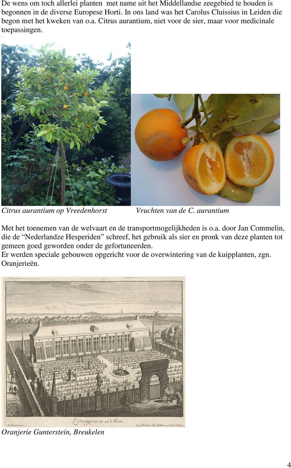 Citrus aurantium op Vreedenhorst Vruchten van de C. aurantium Met het toenemen van de welvaart en de transportmogelijkheden is o.a. door Jan Commelin, die de Nederlandze Hesperiden schreef, het gebruik als sier en pronk van deze planten tot gemeen goed geworden onder de gefortuneerden.