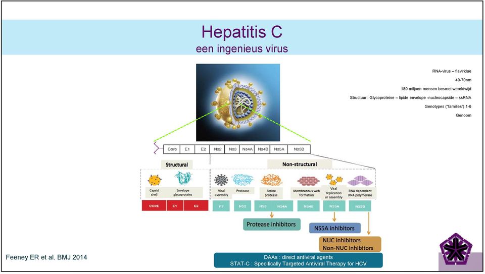 -nucleocapside ssrna Genotypes ( families ) 1-6 Genoom Feeney ER et al.