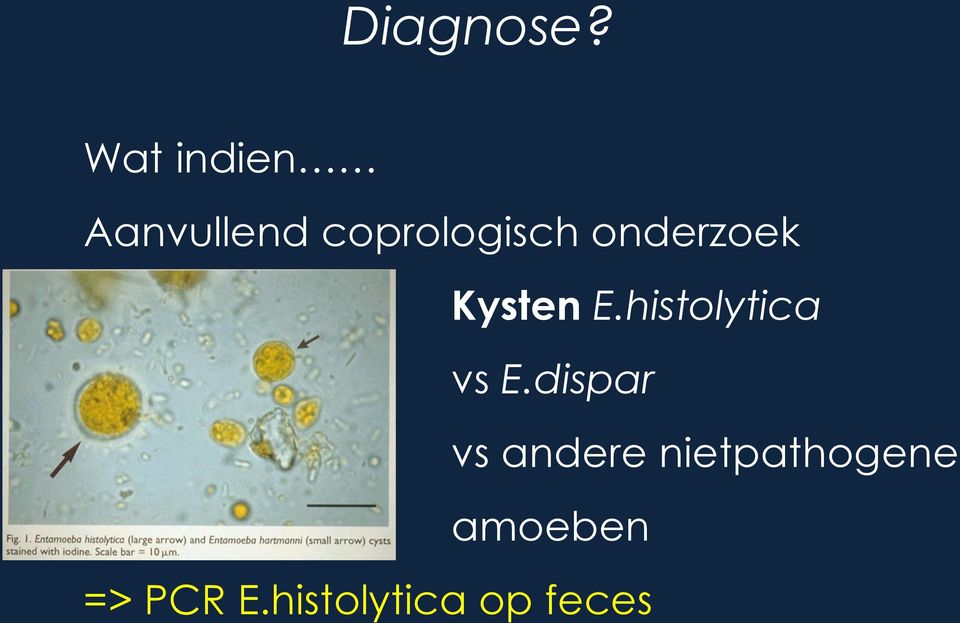 onderzoek Kysten E.histolytica vs E.