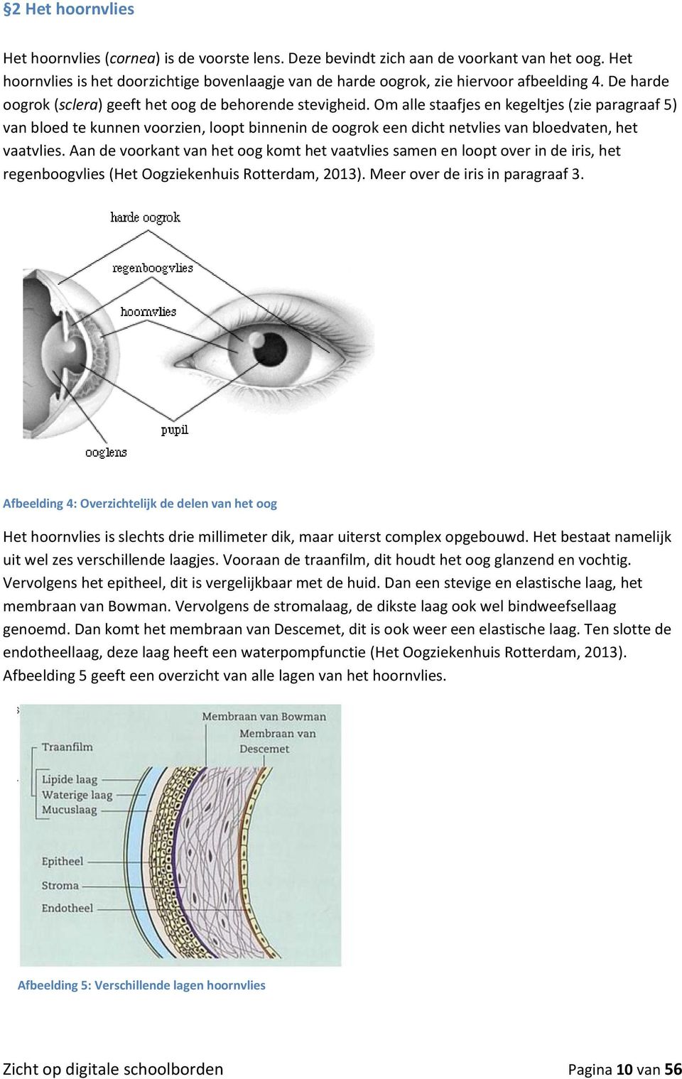 Om alle staafjes en kegeltjes (zie paragraaf 5) van bloed te kunnen voorzien, loopt binnenin de oogrok een dicht netvlies van bloedvaten, het vaatvlies.