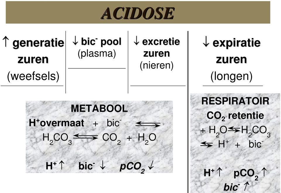 + overmaat + bic - H 2 CO 3 CO 2 + H 2 O H + bic - pco 2