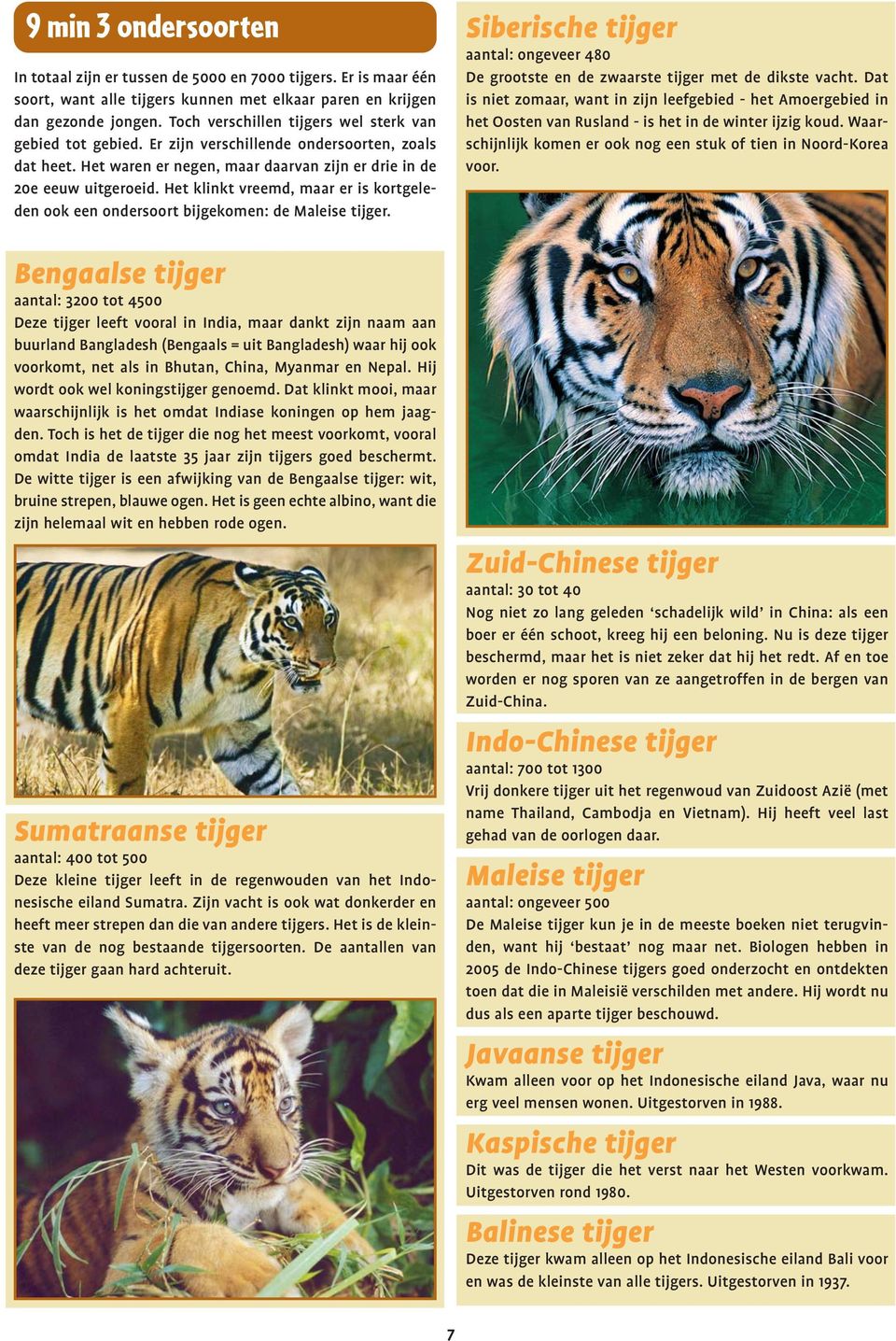 Het klinkt vreemd, maar er is kortgeleden ook een ondersoort bijgekomen: de Maleise tijger.