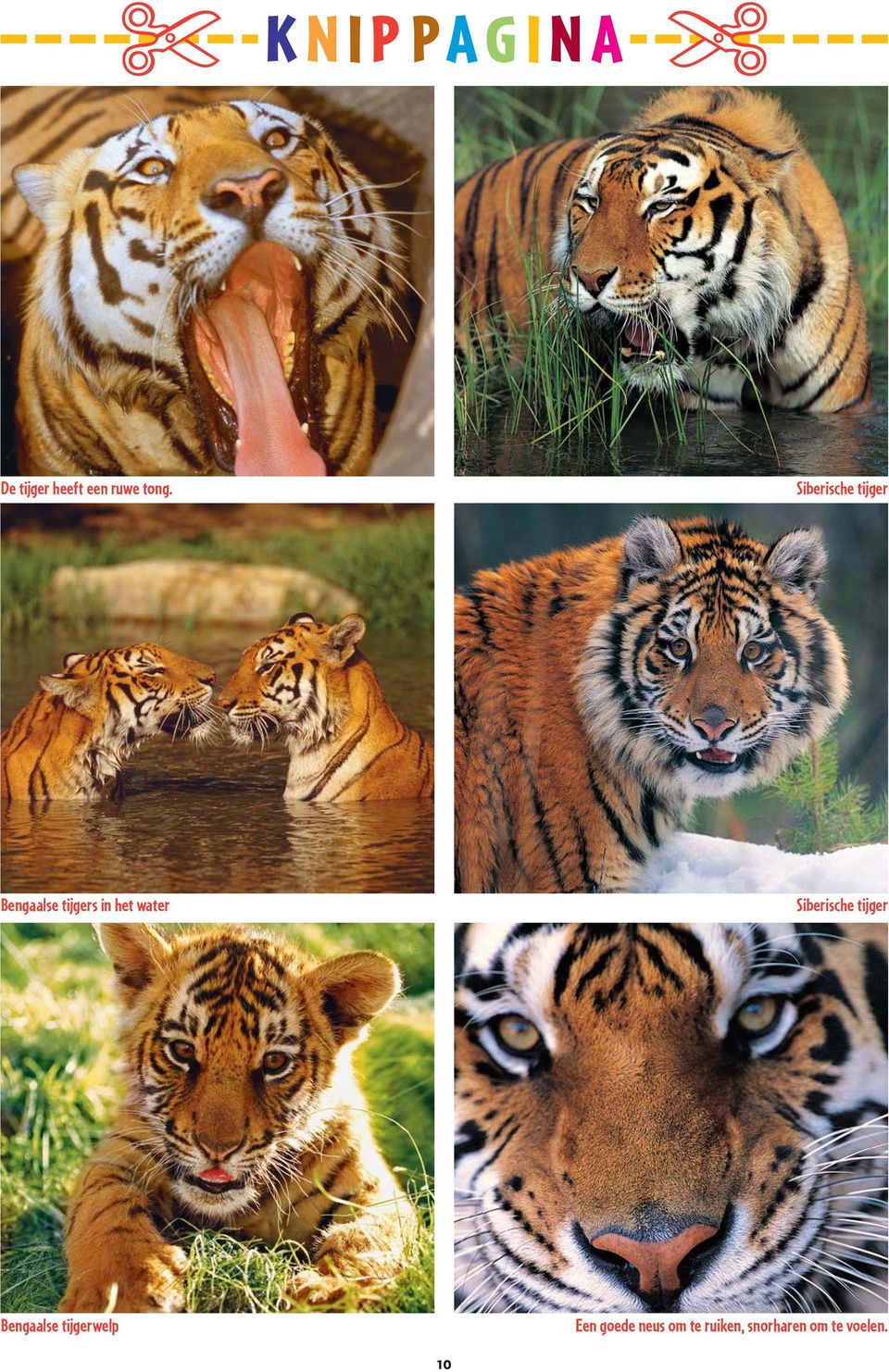 water Siberische tijger Bengaalse tijgerwelp Een
