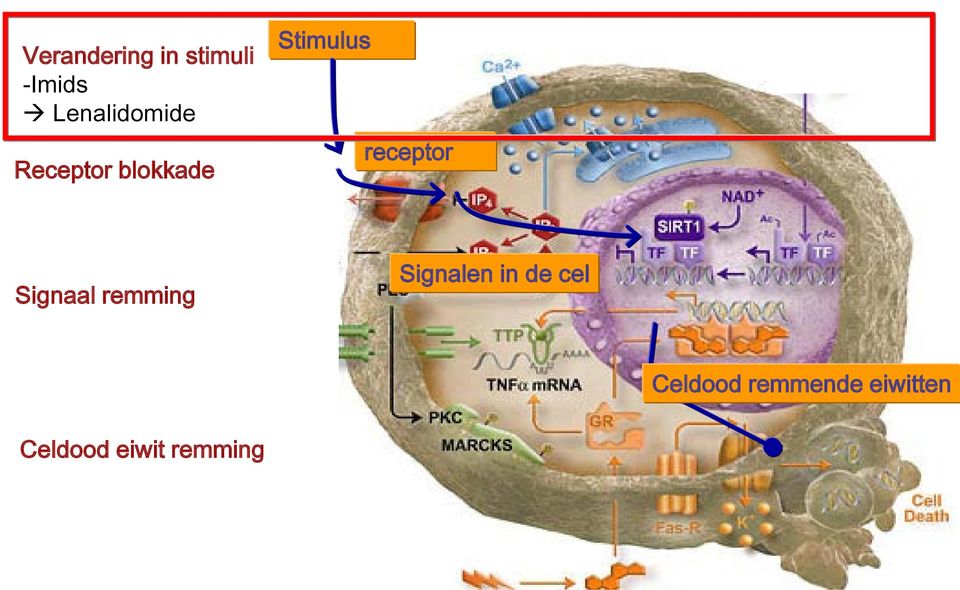 receptor Signaal remming Signalen in de