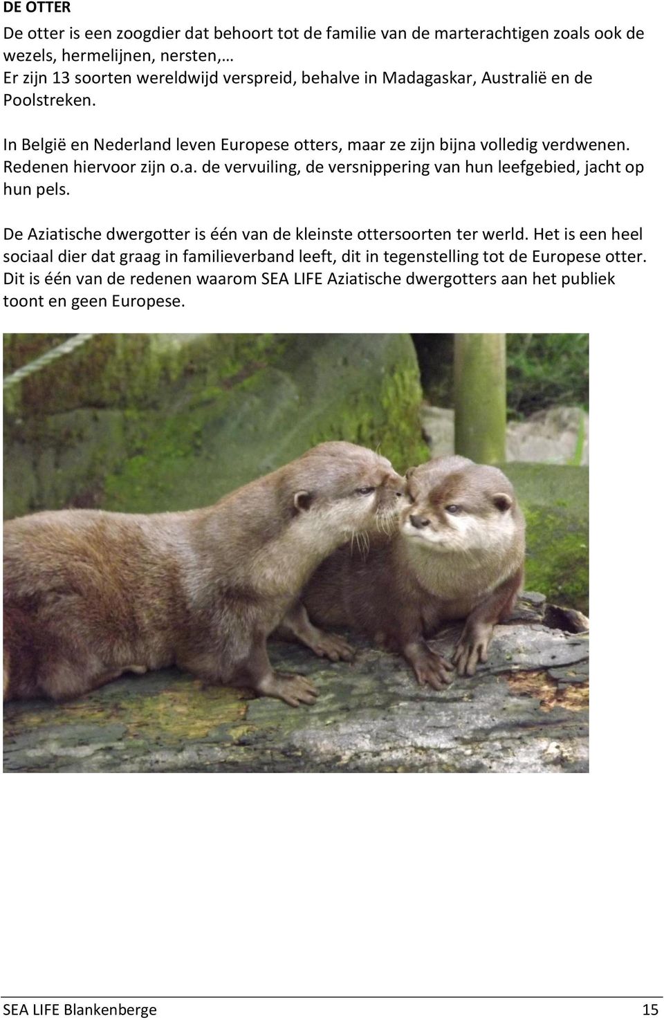 De Aziatische dwergotter is één van de kleinste ottersoorten ter werld.