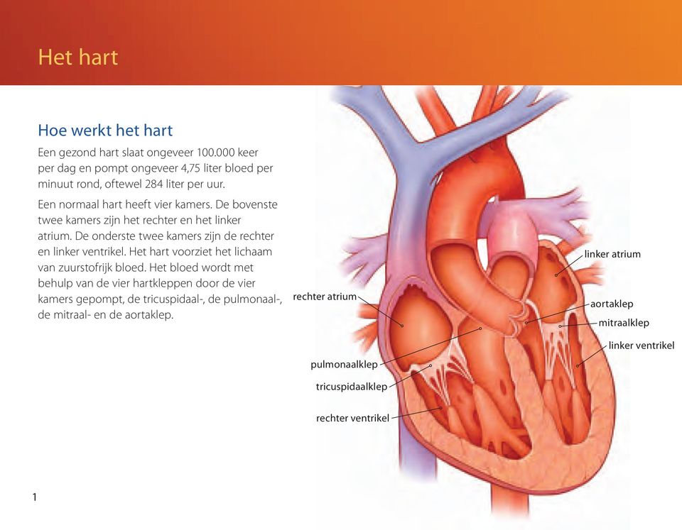 Het hart voorziet het lichaam van zuurstofrijk bloed.