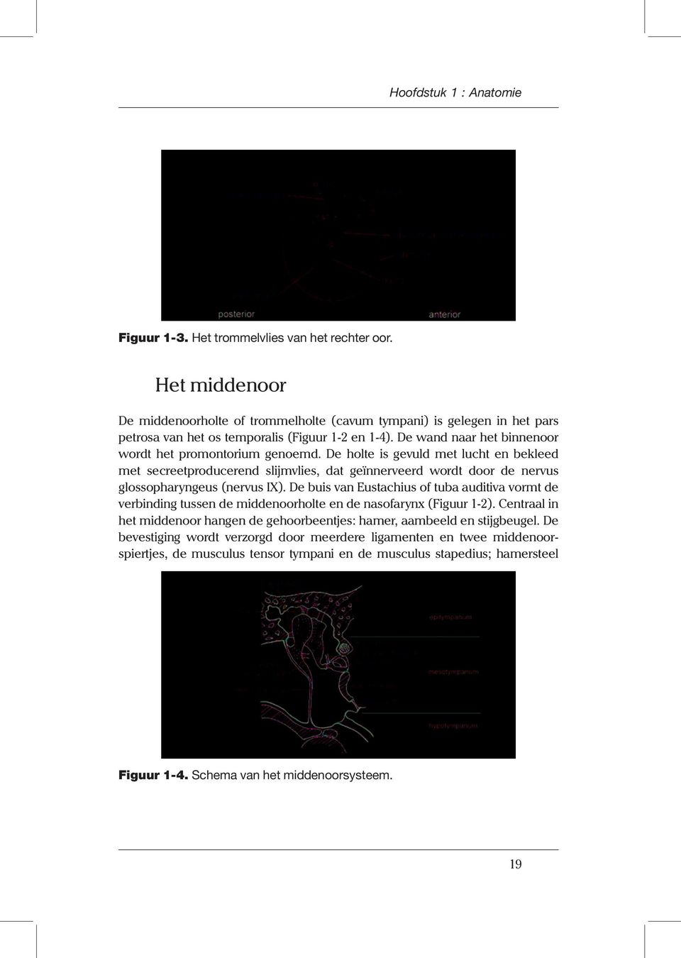 De holte is gevuld met lucht en bekleed met secreetproducerend slijmvlies, dat geïnnerveerd wordt door de nervus glossopharyngeus (nervus IX).