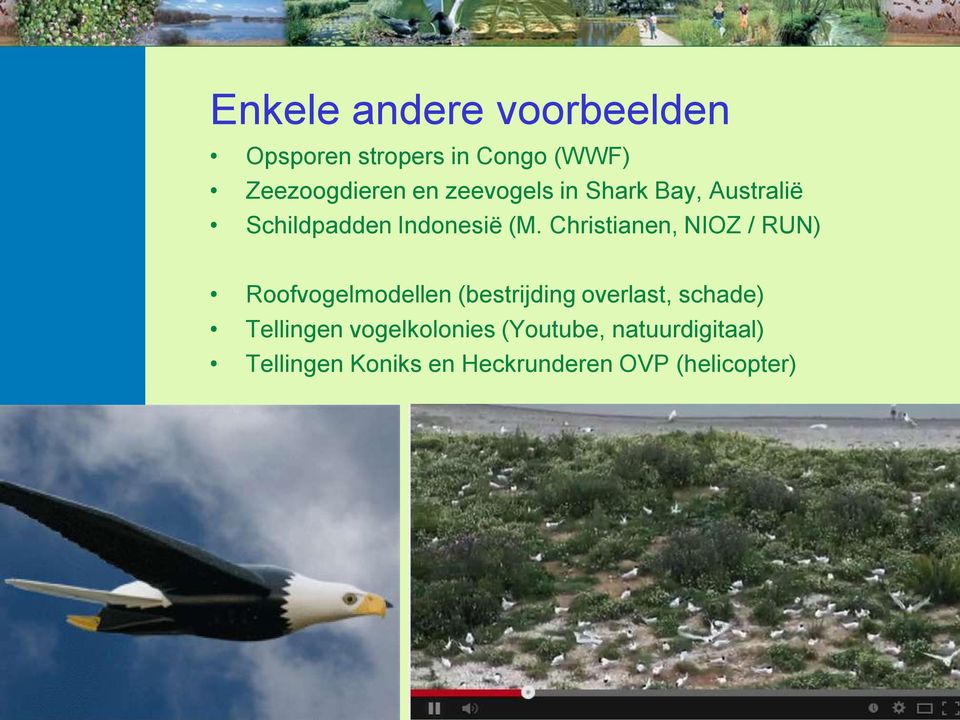 Christianen, NIOZ / RUN) Roofvogelmodellen (bestrijding overlast, schade)