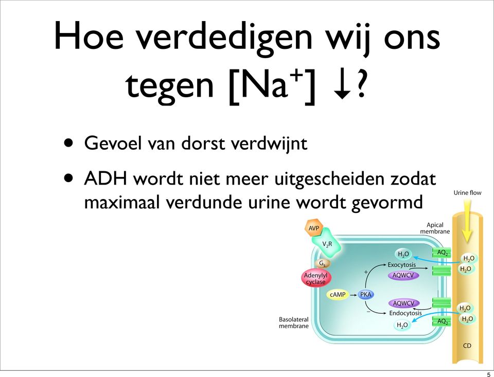 wordt niet meer uitgescheiden zodat