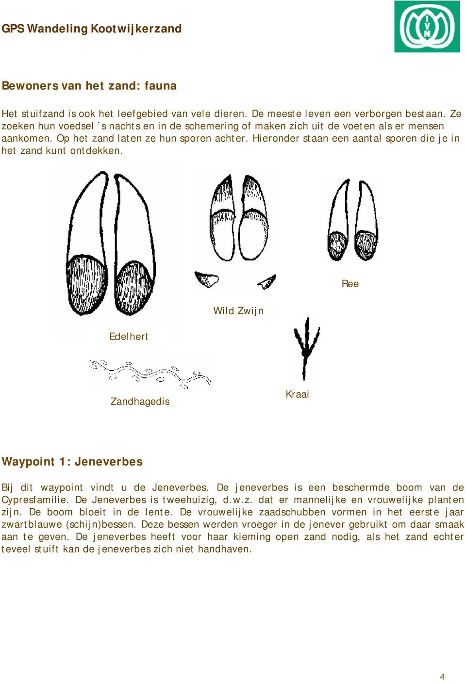 Hieronder staan een aantal sporen die je in het zand kunt ontdekken. Edelhert Wild Zwijn Ree Zandhagedis Kraai Waypoint 1: Jeneverbes Bij dit waypoint vindt u de Jeneverbes.