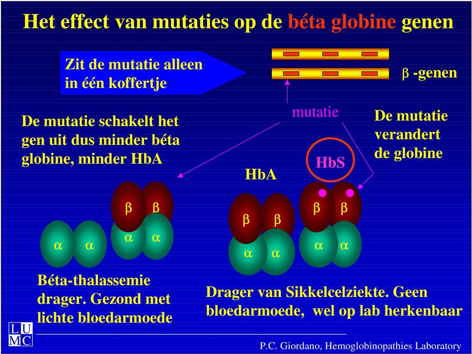 HbA HbA mutatie HbS De mutatie verandert de globine Béta-thalassemie drager.