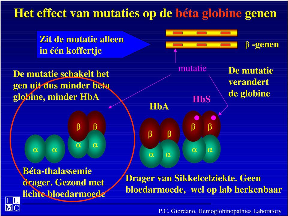 HbA HbA mutatie HbS De mutatie verandert de globine Béta-thalassemie drager.