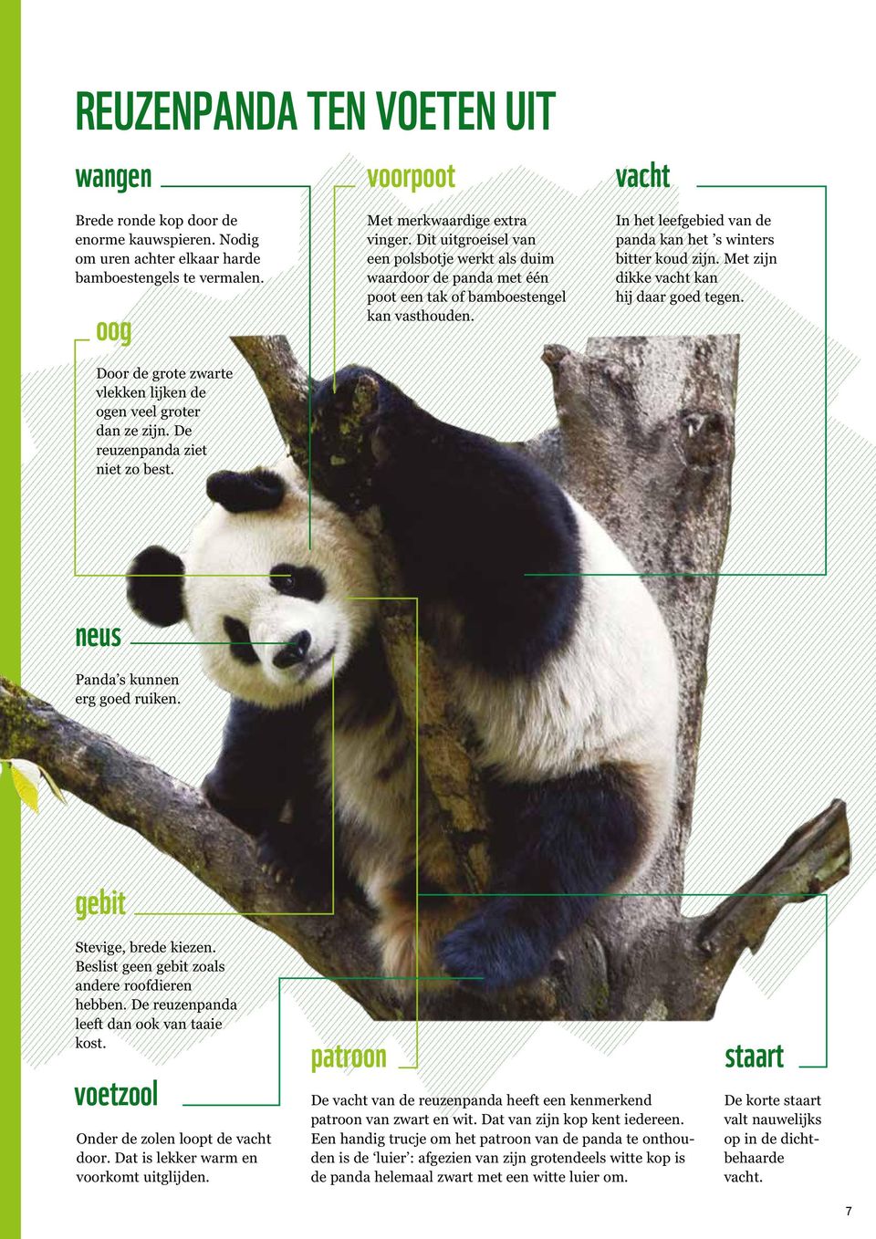 Dit uitgroeisel van een polsbotje werkt als duim waardoor de panda met één poot een tak of bamboestengel kan vasthouden. In het leefgebied van de panda kan het s winters bitter koud zijn.