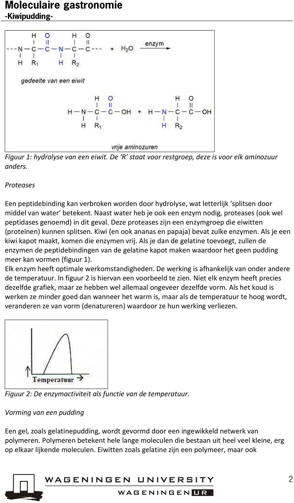 Naast water heb je ook een enzym nodig, proteases (ook wel peptidases genoemd) in dit geval. Deze proteases zijn een enzymgroep die eiwitten (proteïnen) kunnen splitsen.