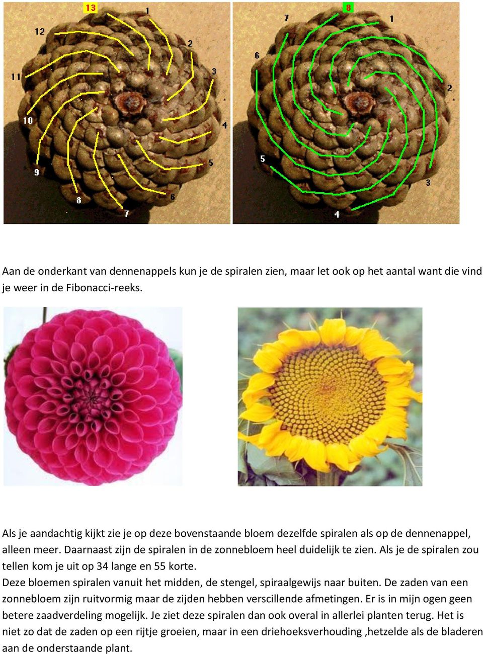 Als je de spiralen zou tellen kom je uit op 34 lange en 55 korte. Deze bloemen spiralen vanuit het midden, de stengel, spiraalgewijs naar buiten.