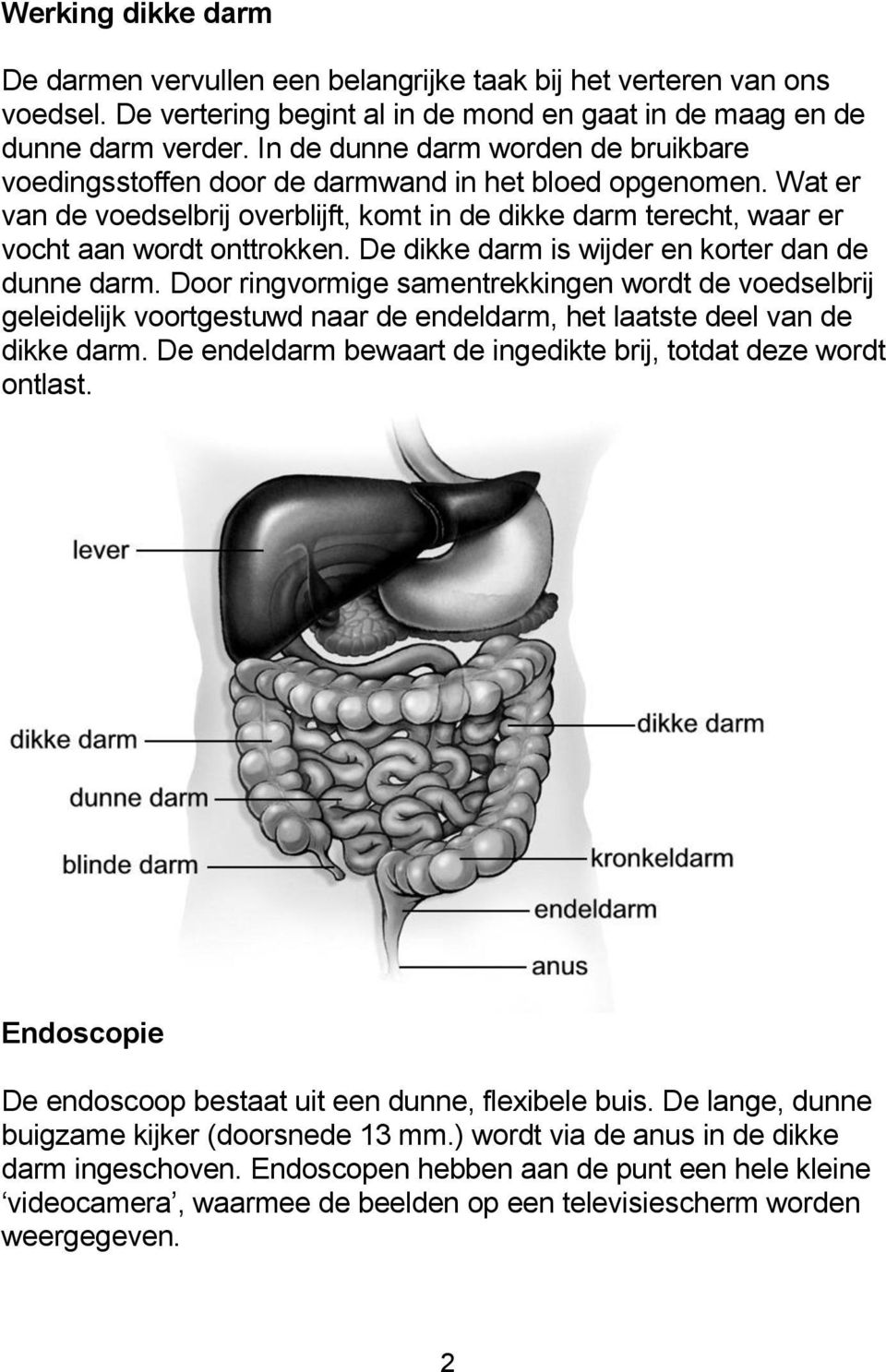 De dikke darm is wijder en korter dan de dunne darm. Door ringvormige samentrekkingen wordt de voedselbrij geleidelijk voortgestuwd naar de endeldarm, het laatste deel van de dikke darm.