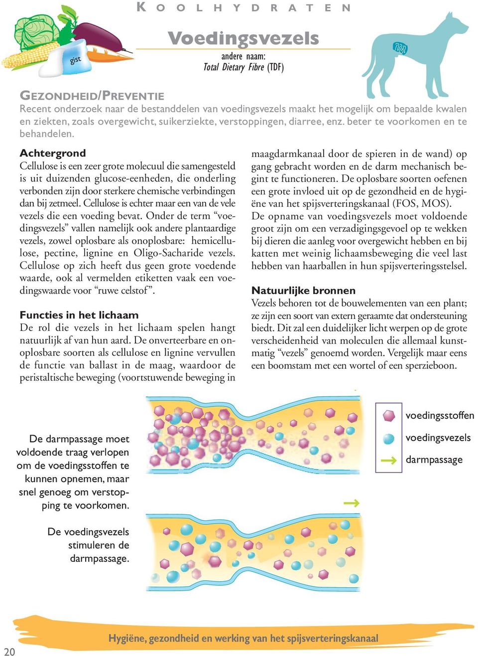 Cellulose is een zeer grote molecuul die samengesteld is uit duizenden -eenheden, die onderling verbonden zijn door sterkere chemische verbindingen dan bij zetmeel.