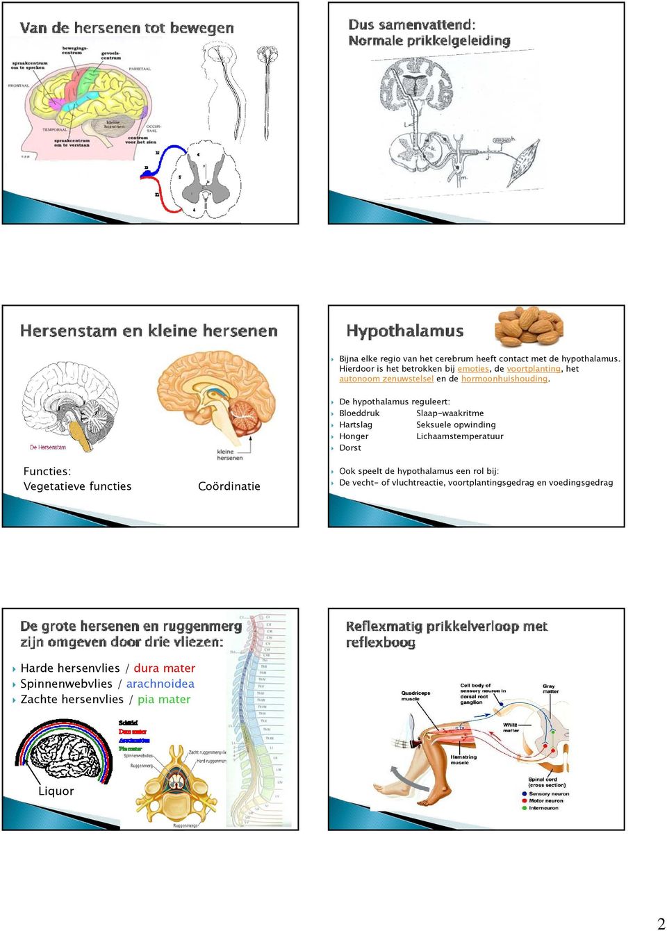 De hypothalamus reguleert: Bloeddruk Slaap-waakritme Hartslag Seksuele opwinding Honger Lichaamstemperatuur Dorst Functies: Vegetatieve