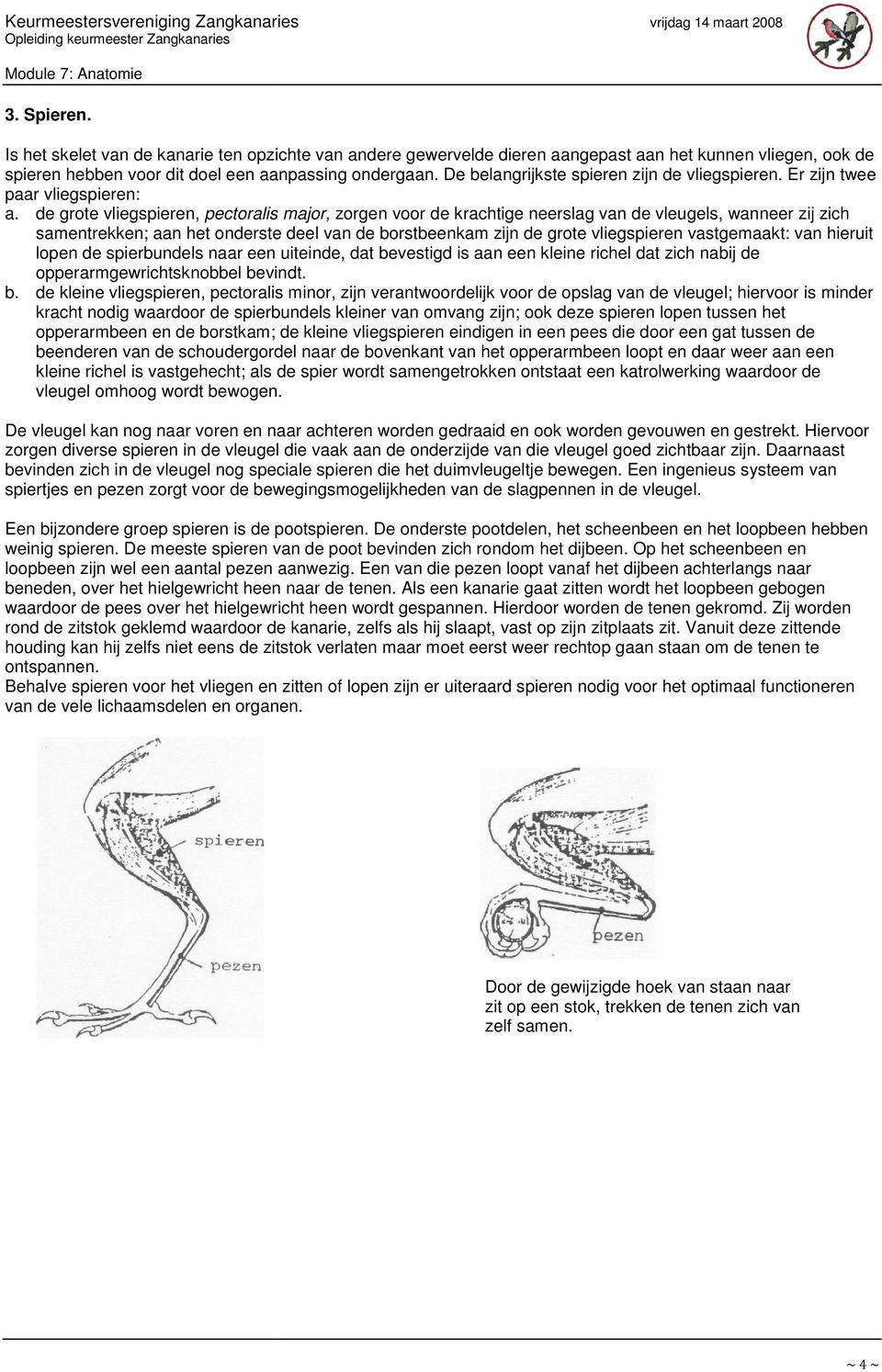 de grote vliegspieren, pectoralis major, zorgen voor de krachtige neerslag van de vleugels, wanneer zij zich samentrekken; en; aan het onderste deel van de borstbeenkam zijn de grote vliegspieren